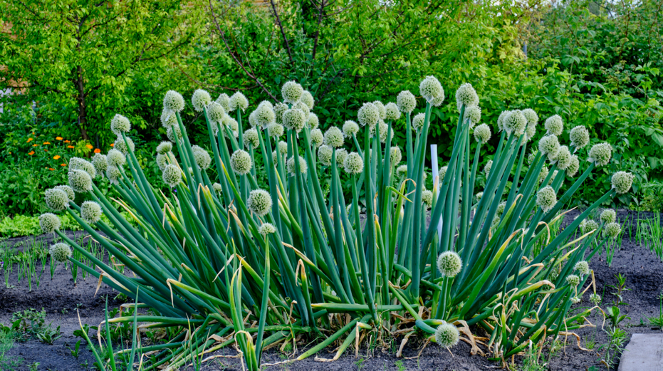 cream flowering allium fistulosum growing in soil outside in front of green trees