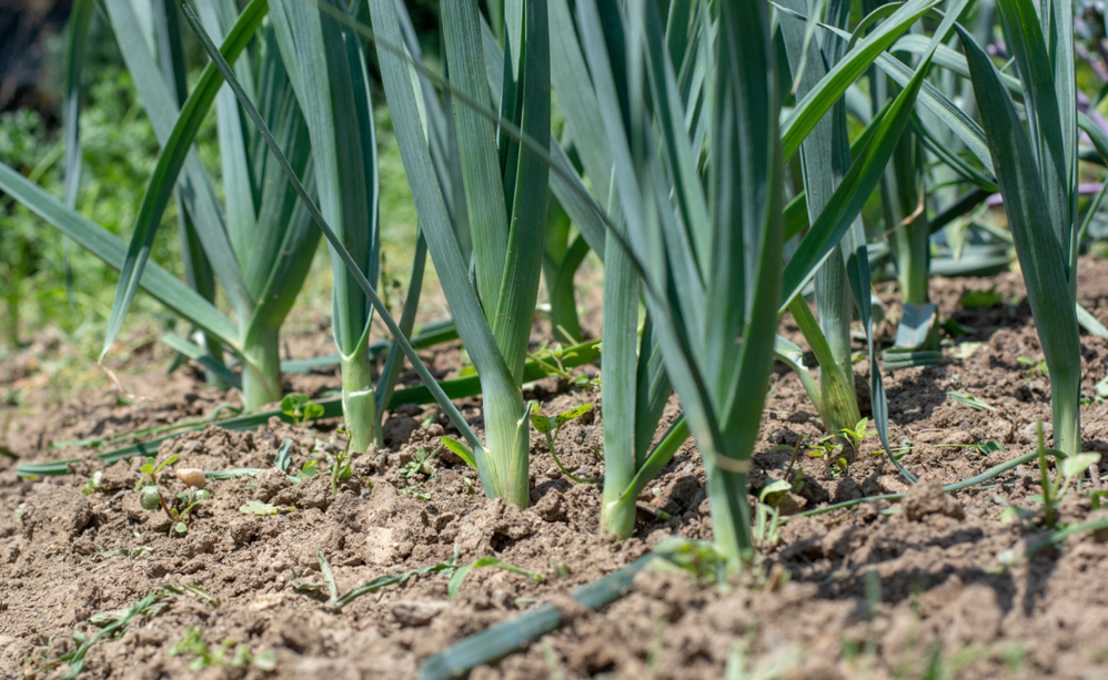leeks growing from the soil in the growing outside