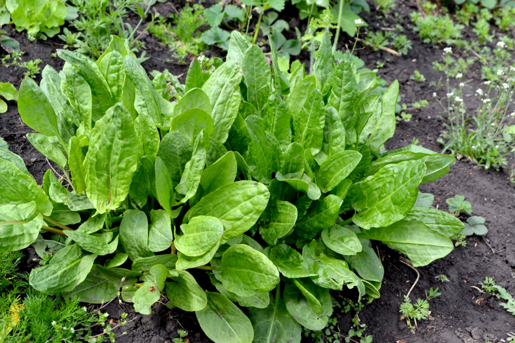 wild sorrel plant with large green leaves growing in soil outside with other green plants around it