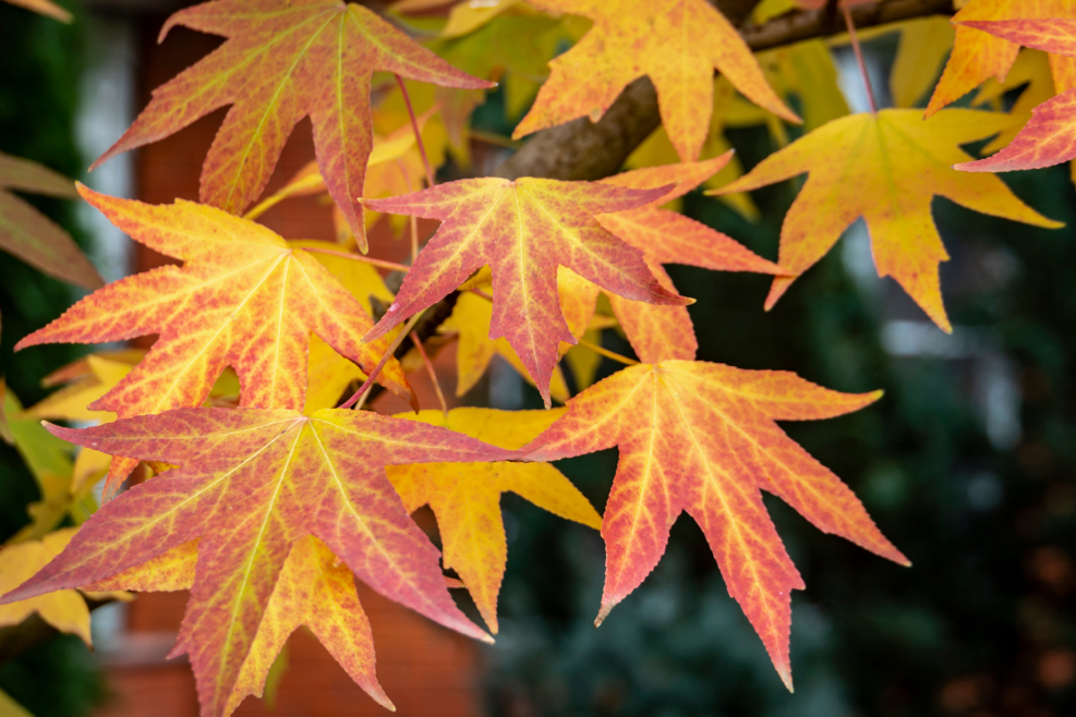 red and yellow leaves of a sweet gum tree (Liquidambar styraciflua) growing outside