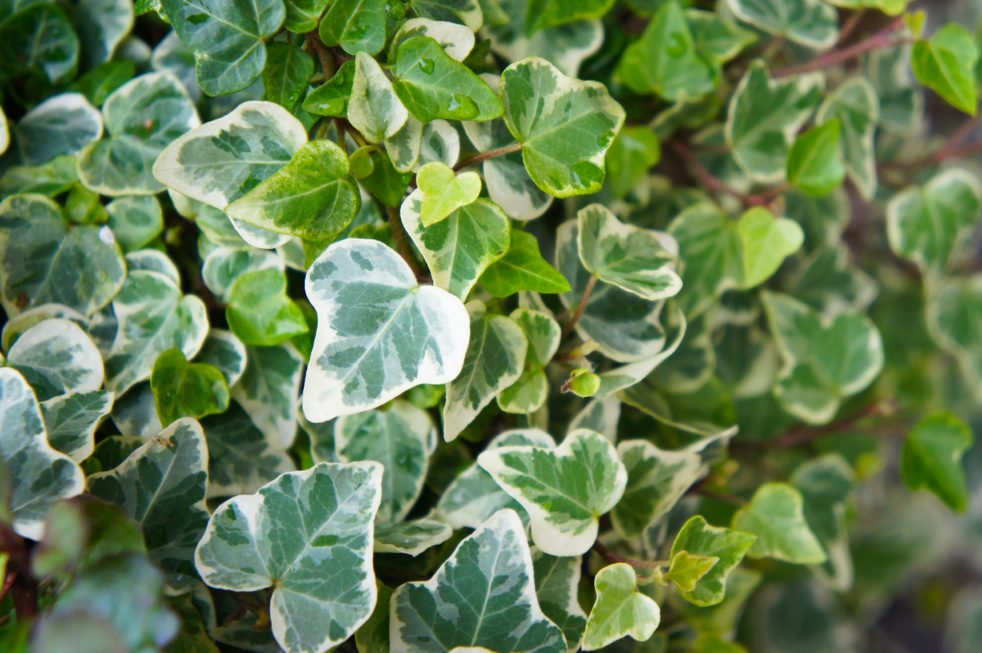 Hedera helix 'Glacier' shrub with white and green variegated leaves