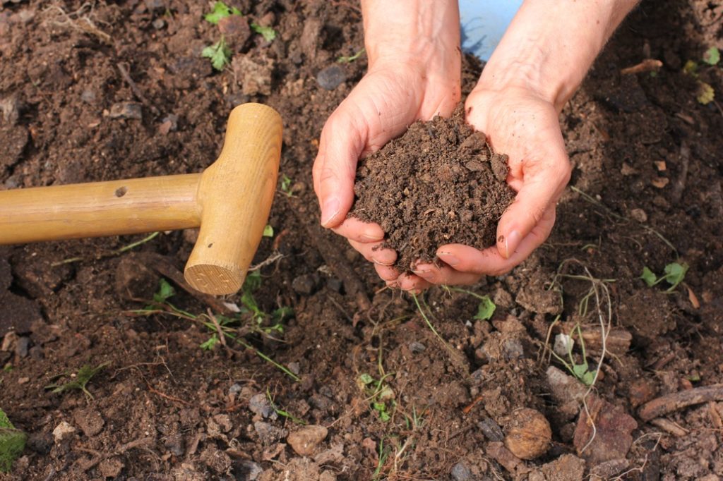 hands holding soil above a garden bed with the handle of a tool next to it