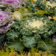 decorative ornamental cabbages growing outside bearing pink, white and orange hues amongst their green leaves