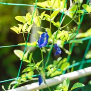 a blue flowering climber plant on a wire green lattice structure