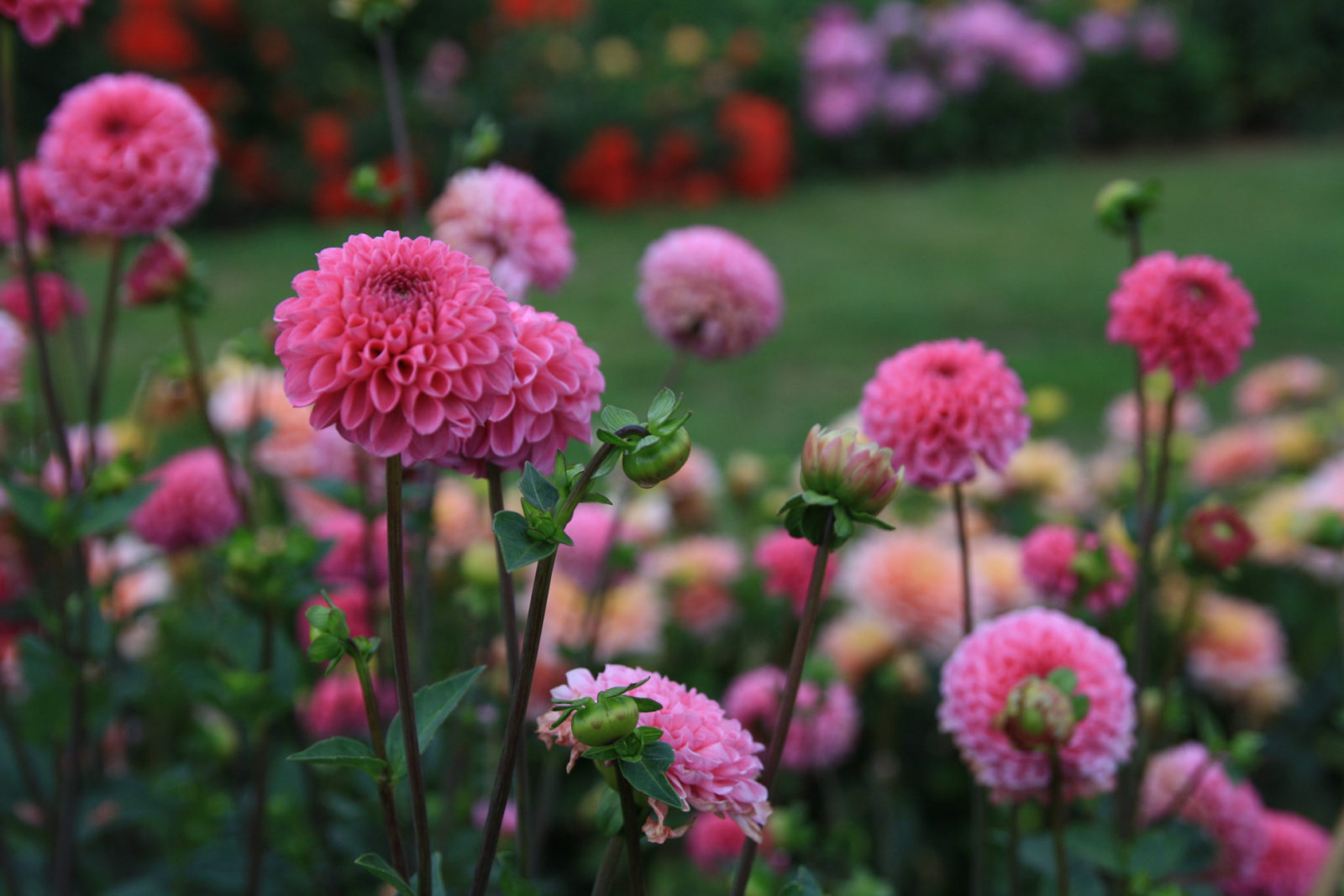 pink headed dahlias growing outside in a garden bed