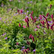 reddish-purple perennial Sanguisorba Tanna Burnet flowers growing outside in a flower bed