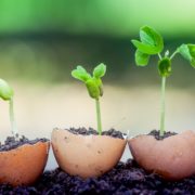 three eggshells being used as mini planters filled with soil, all with different sized seedlings growing from them