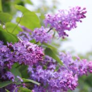 Lilac plant with purple flowers growing outside with green foliage in the background