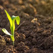 a small plant seeding sprouting from freshly turned over soil in the light