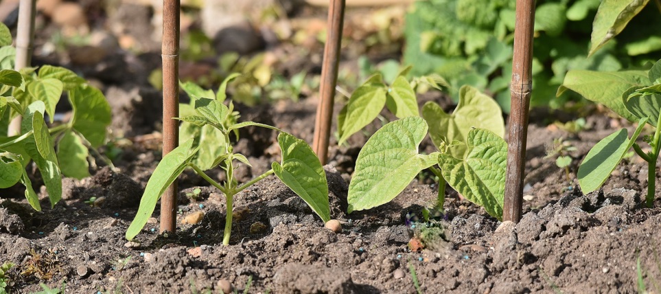 broad bean plants that are growing in soil outside that have bamboo stakes next to them