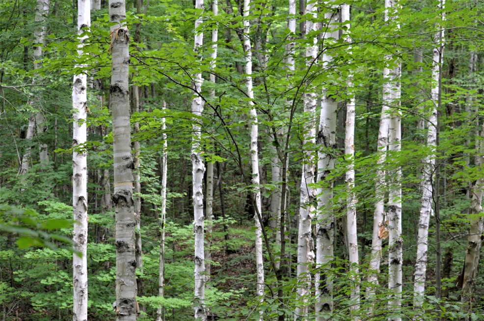 lots of birch trees with thin silver trunks growing in a woodland area