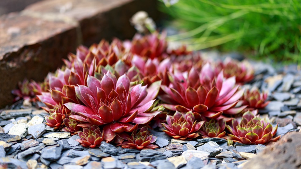 succulents with red leaves growing outside in some gravel