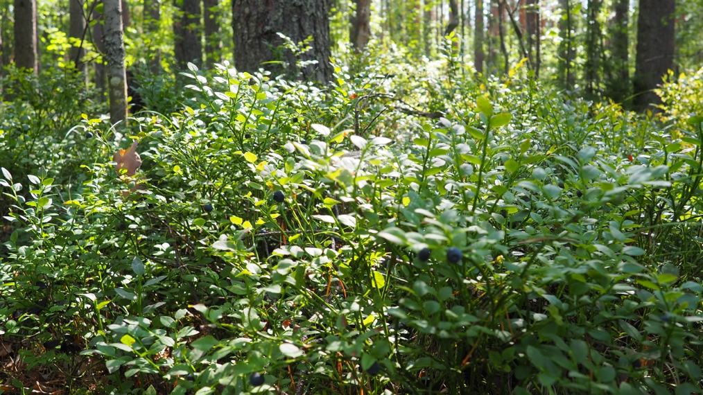 shrubs with low growing foliage in a woodland setting