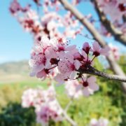 pink almond tree blossoms with beautiful landscape in the background