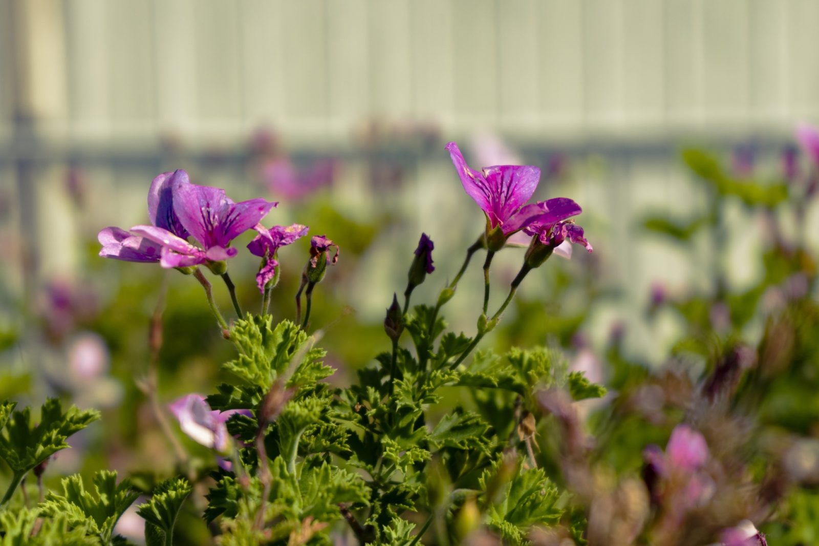 an alstroemeria plant growing outside in front of a white fence with purple flowers