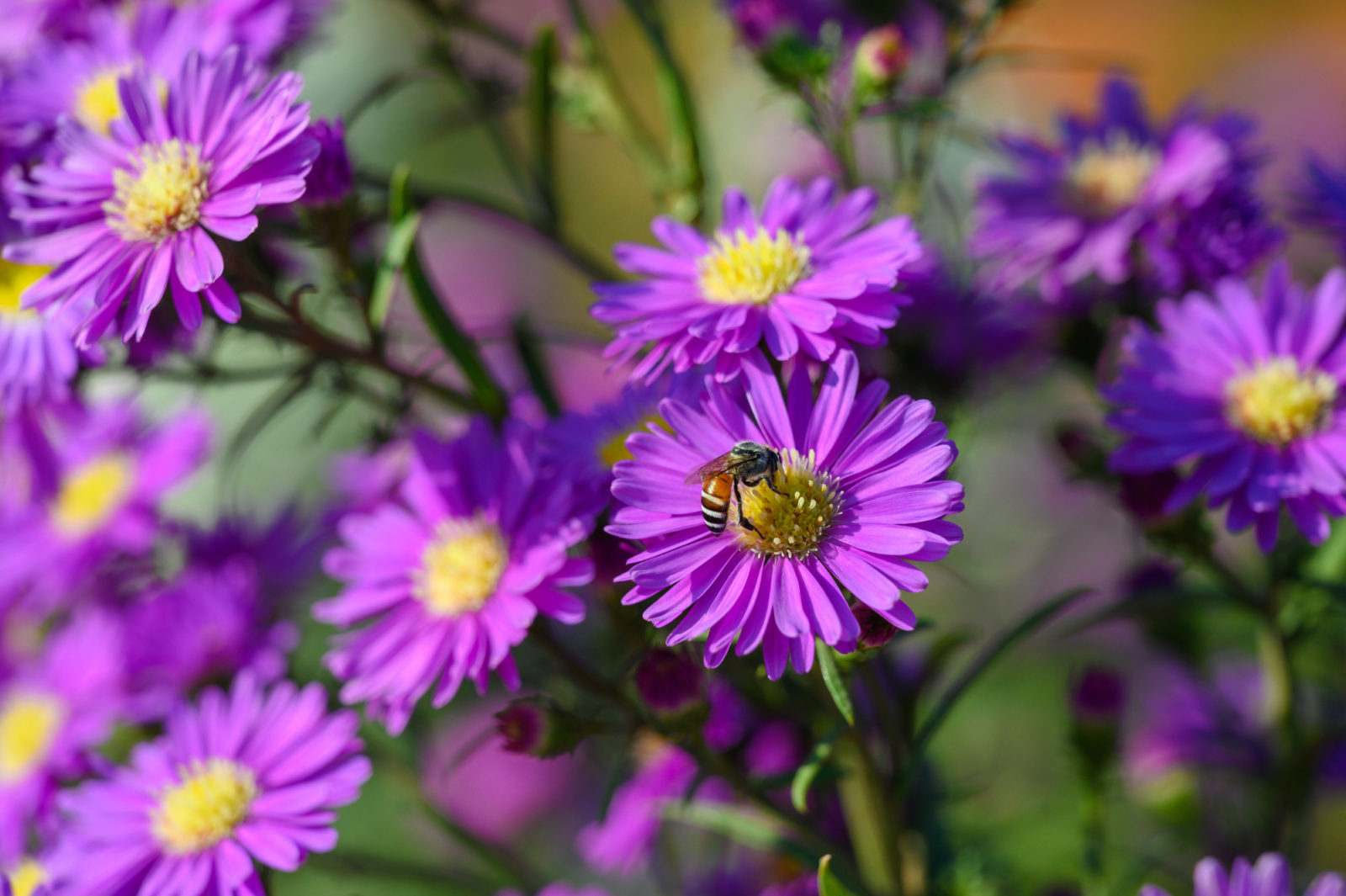 purple flowering asters with a bee resting on the yellow centre