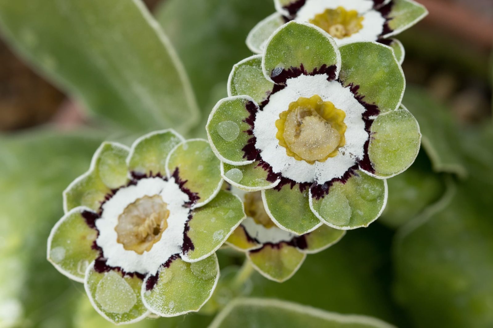 Primula auricula 'Helen Ruane' with pale green, white and red coloured patterned flowers