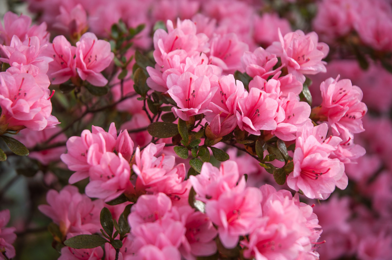 pink flowering azaleas growing next to each other outside