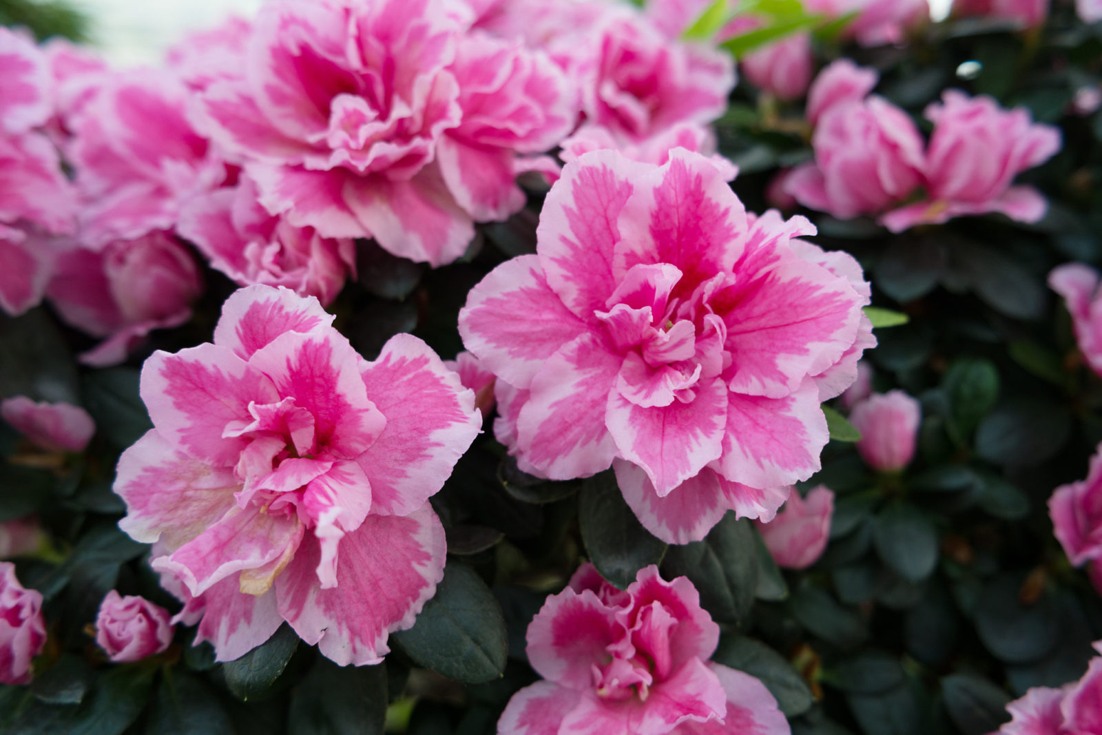 pink flowering azalea growing in a pot outside