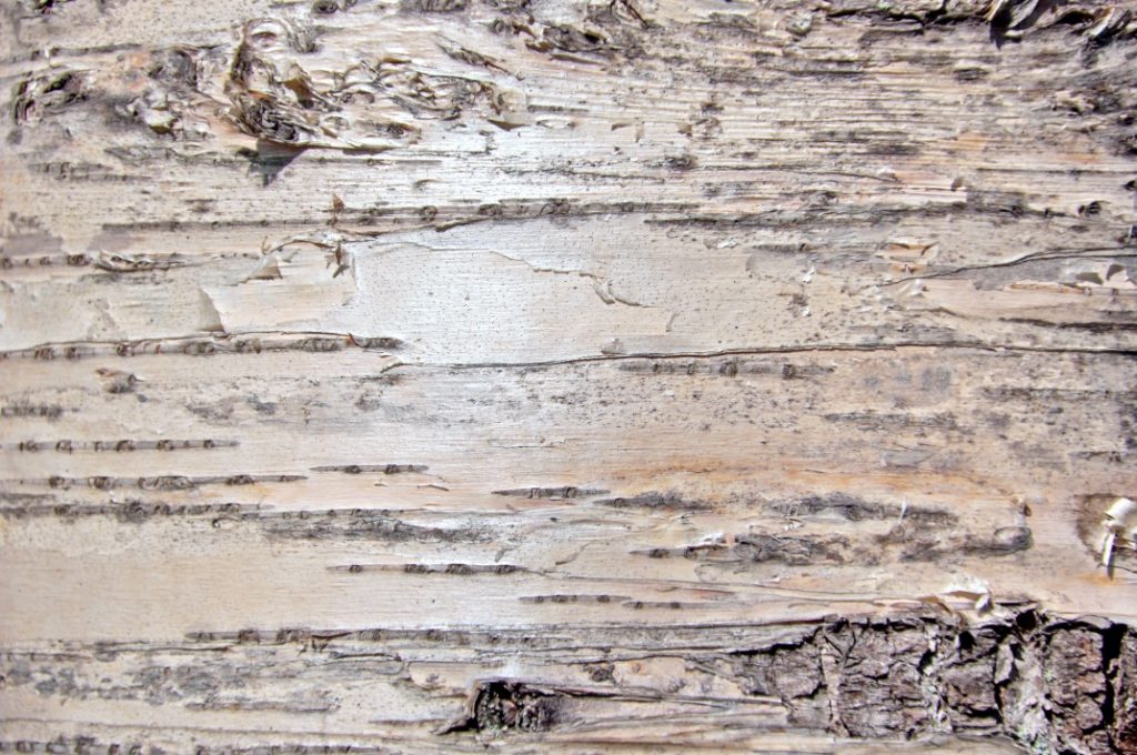magnified view of birch tree bark that has a silvery-brown hue and lots of horizontal marks across it