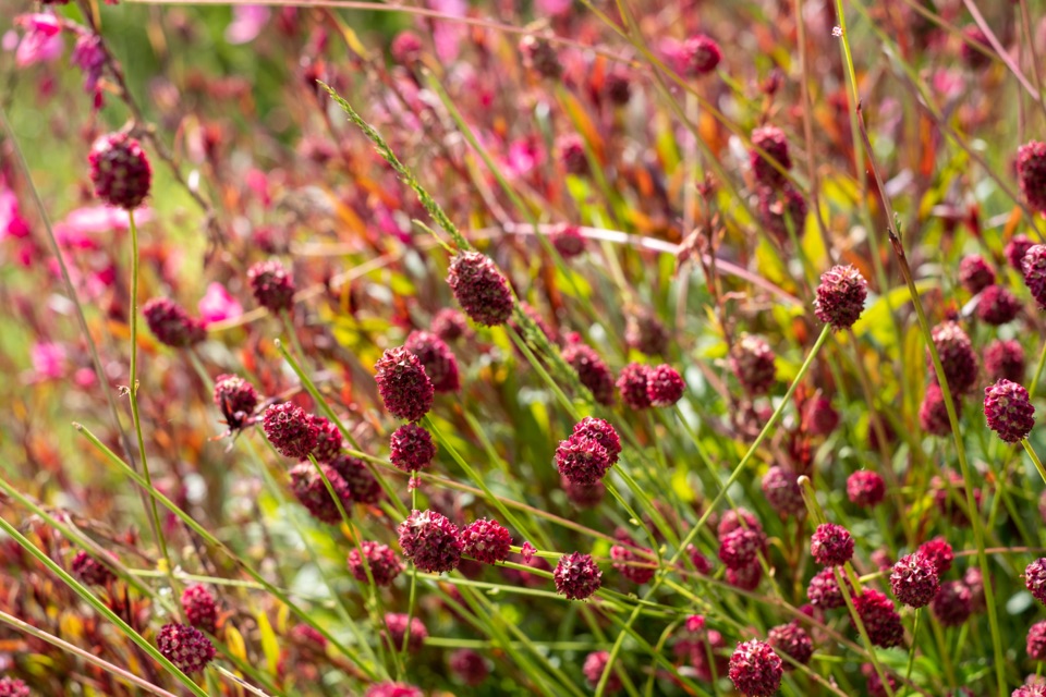 red and pink flowering flowers in a cluster form on long stems growing outside in the sun