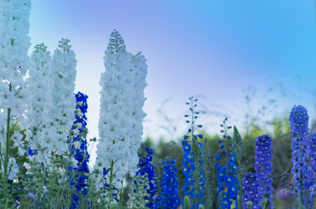 white and blue delphiniums growing outdoors on a sunny day