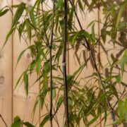 Phyllostachys nigra with black canes growing against a timber fence in a garden