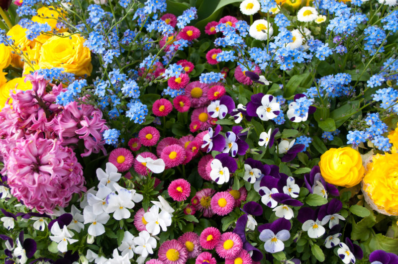 10 Bedding Plants Suitable For Displays Horticulture.co.uk