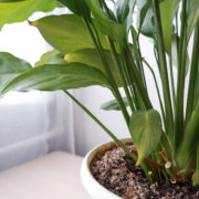 potted houseplant growing on a table in front of a window