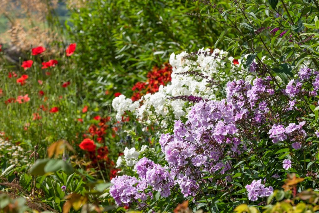 poppies, phlox and wallflowers growing together in a herbaceous border