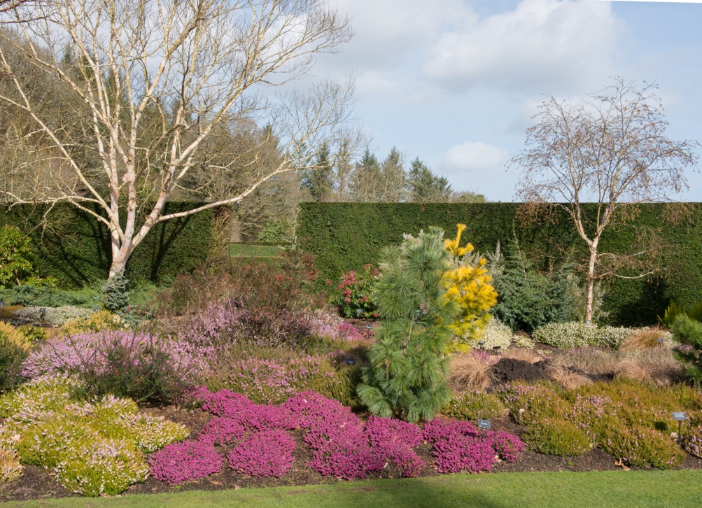 a garden bed with various pink, yellow, purple and white flowering plants growing in front of two different sized birch trees, with a hedged border