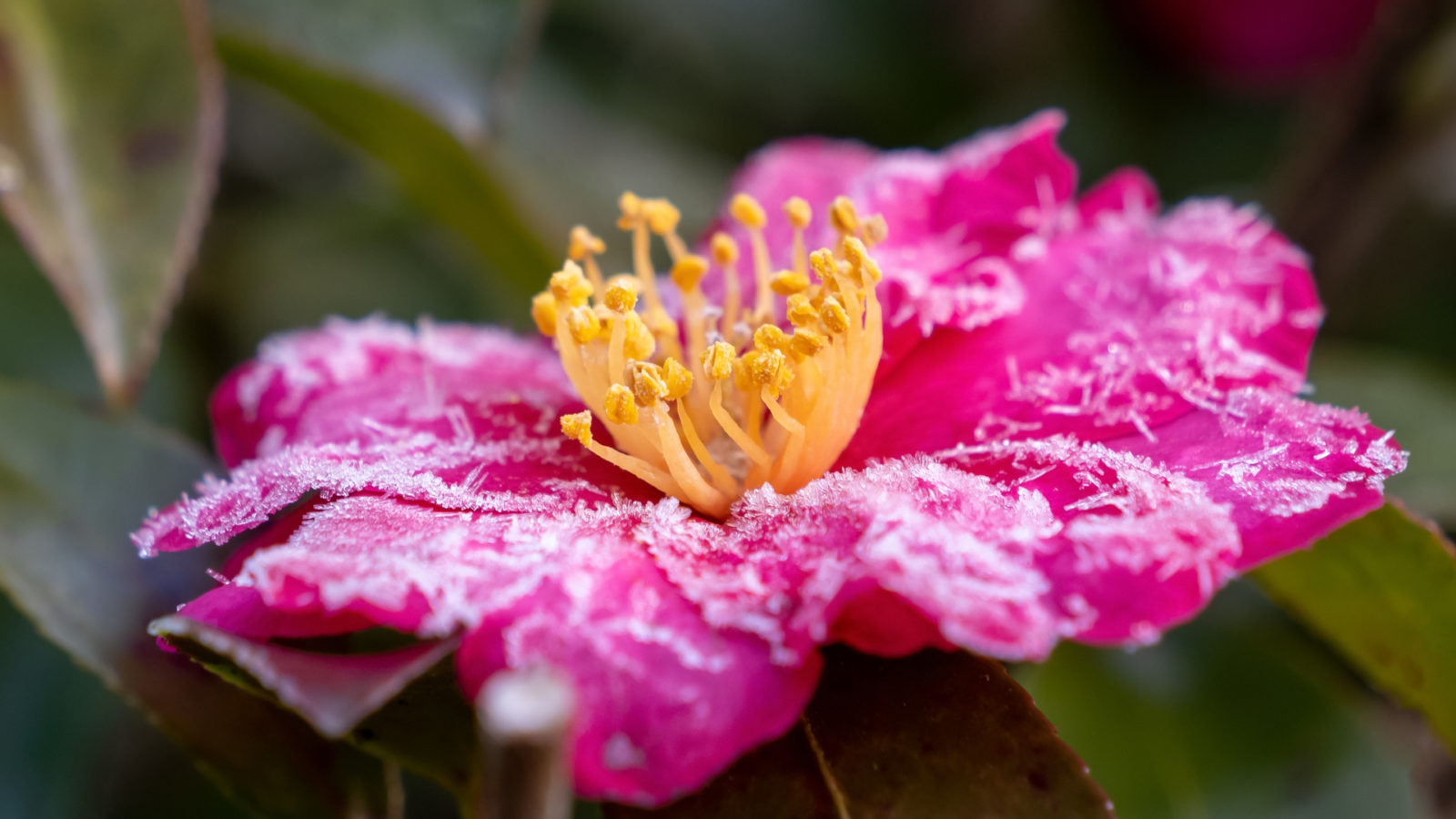 pink flowering camellia with a yellow centre covered in a thin layer of frost