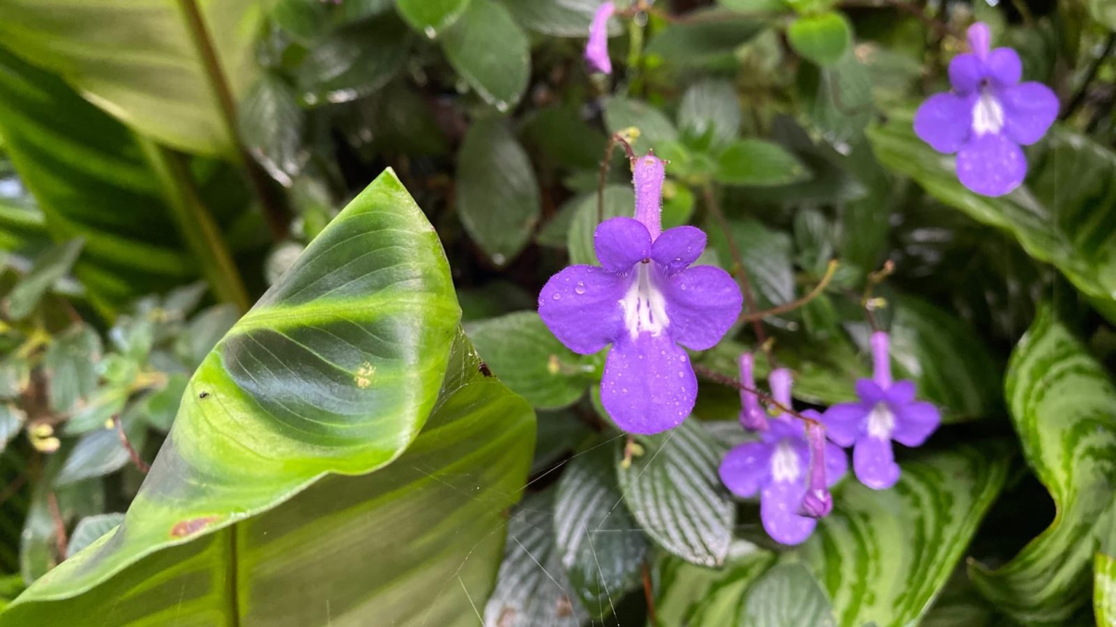 Streptocarpus saxorum with beautiful purple flowers