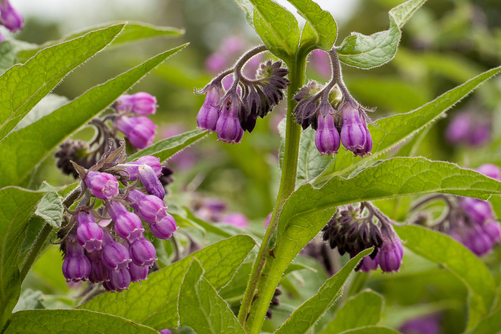 purple flowering comfrey plant growing outside
