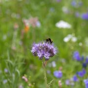 a purple flower being pollinated by a bee in a field of grass and other purple and white flowers