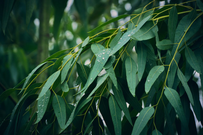 Eucalyptus Plant Care & Growing Tips Horticulture.co.uk
