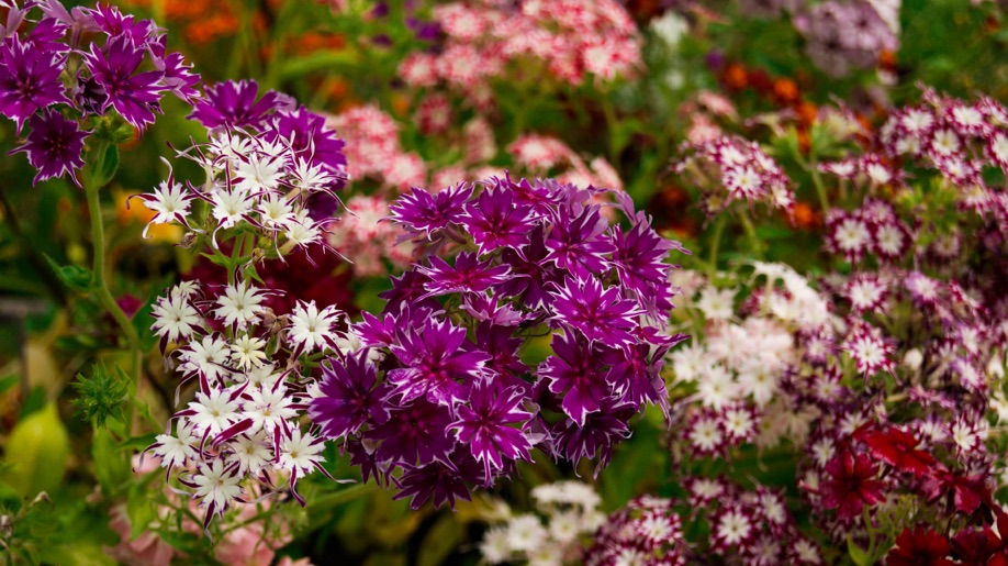 P. drummondii with purple and white heads