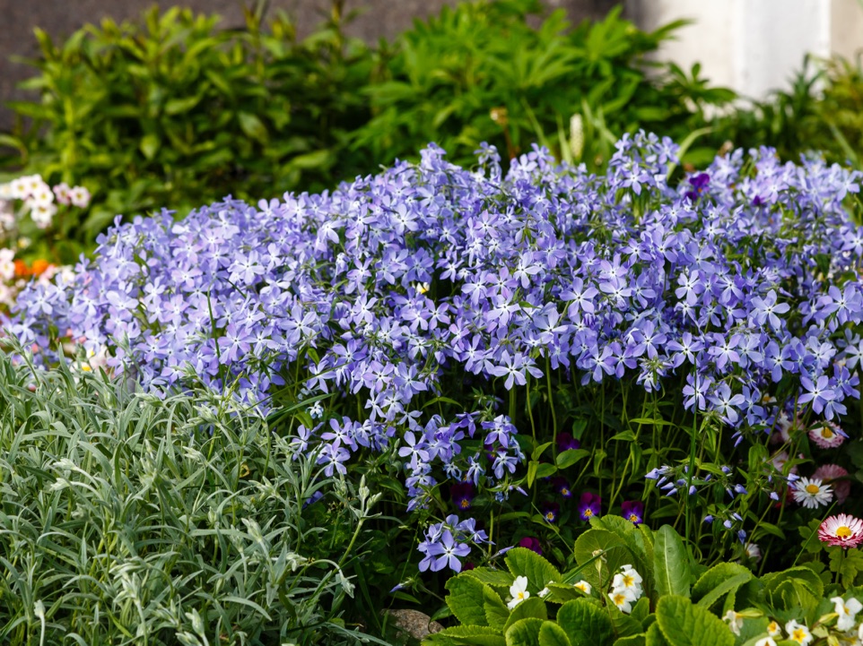 P. divaricata with lilac heads growing in a garden bed with other plants