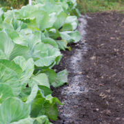 white cabbage leaves with a trail of scattered wood ashes next to them growing from soil