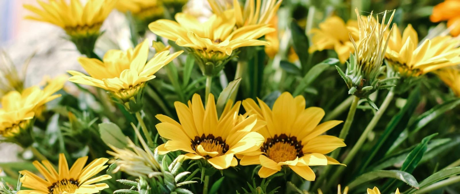 yellow flowering African Daisies