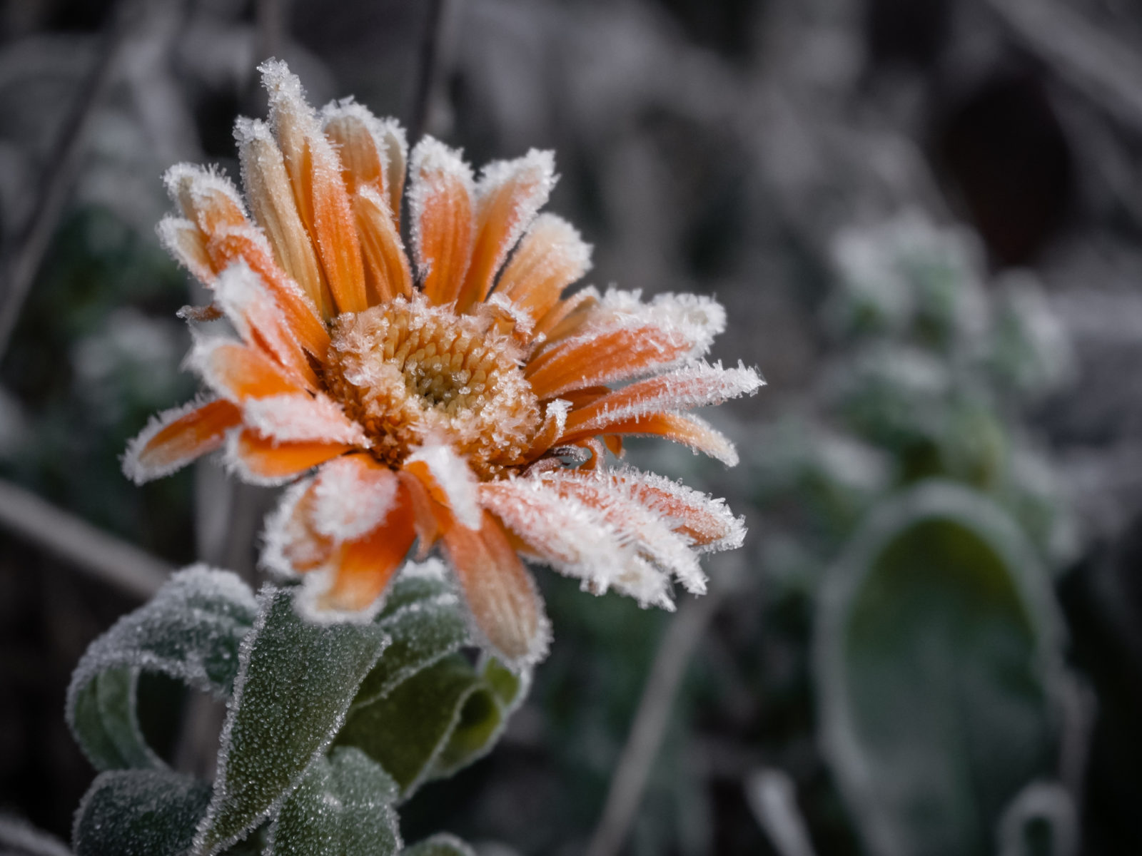 orange flowering gerbera plant covered in a layer of frost