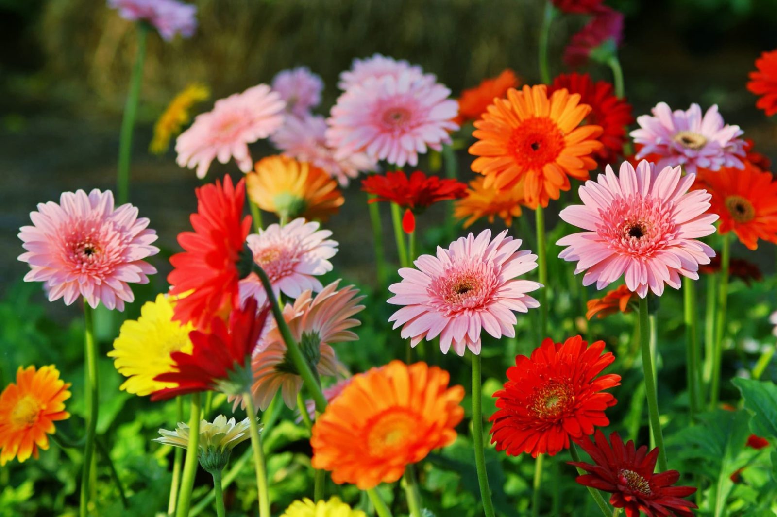 gerbera daisies flower in pink, red and orange colours