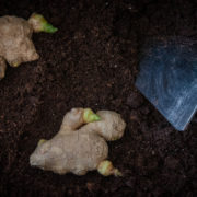 two gingers that have sprouted roots lying on soil with a spade next to them