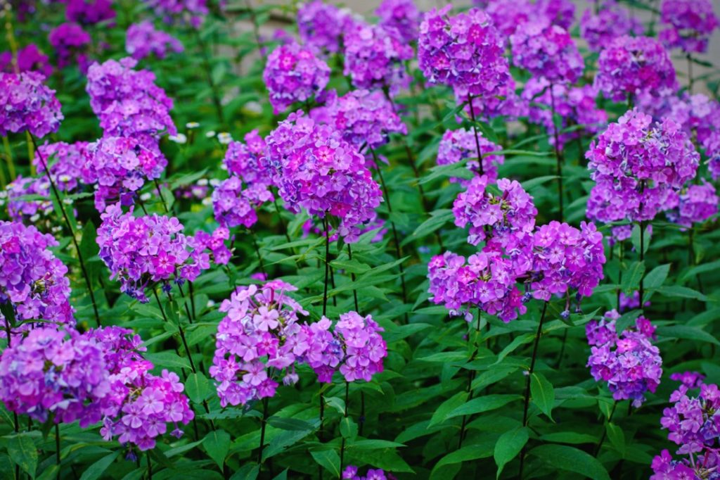 a bed of purple flowering P. paniculata growing outside