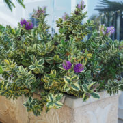 hebe shrub with purple flowers growing outside in a container