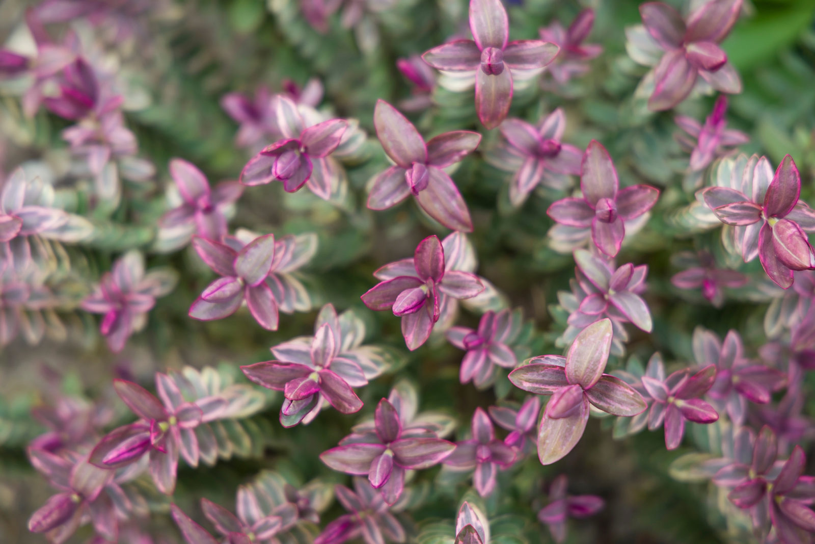 hebe shrub with green and purple leaves growing outside