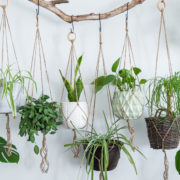 various different houseplants in hanging baskets in front of a white wall