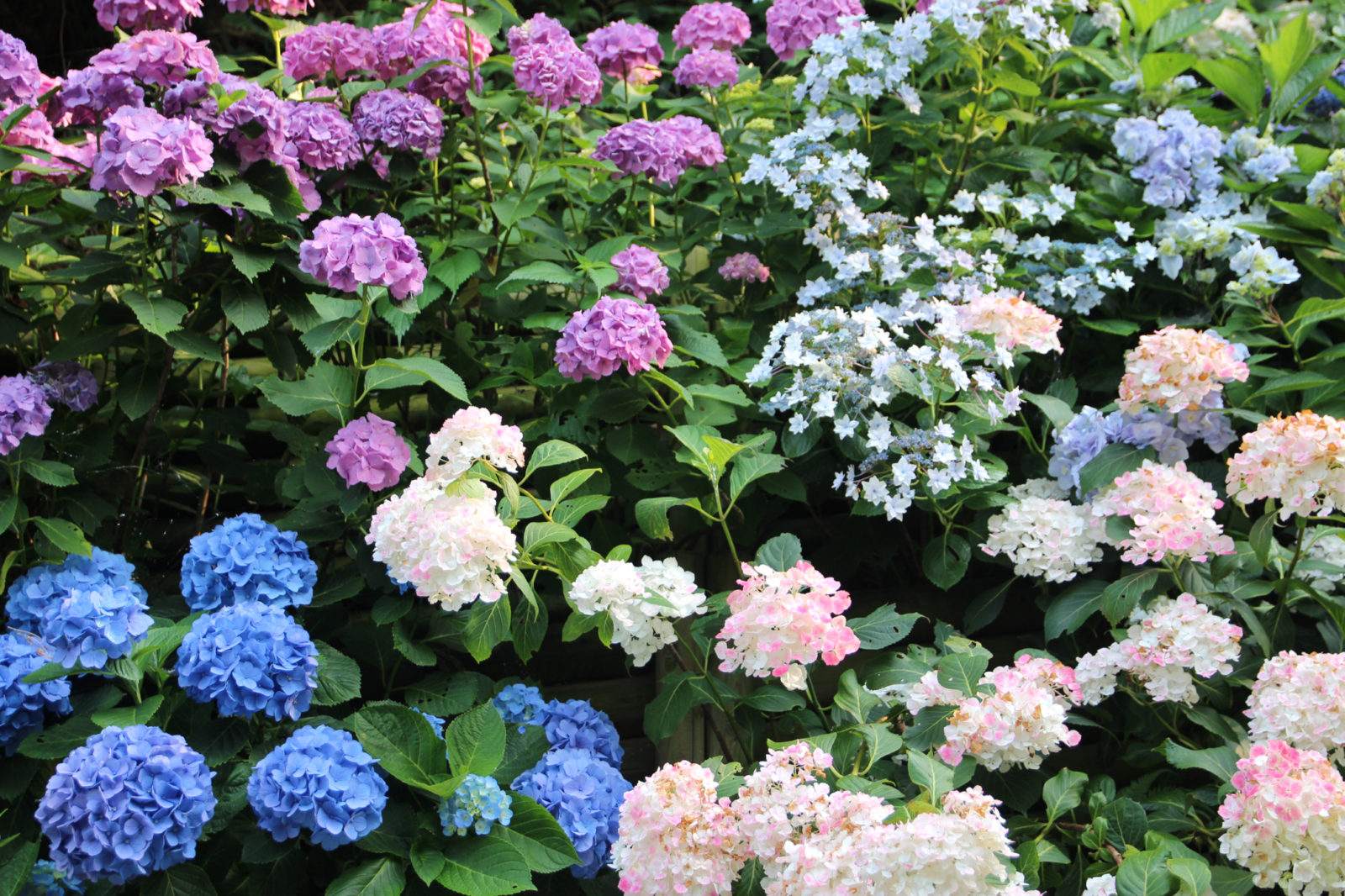 pink, blue, white and purple flowering hydrangeas growing outside next to each other in a garden bed