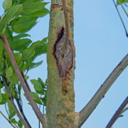 the bark of a tree which has been affected by dieback with a blue sky behind it