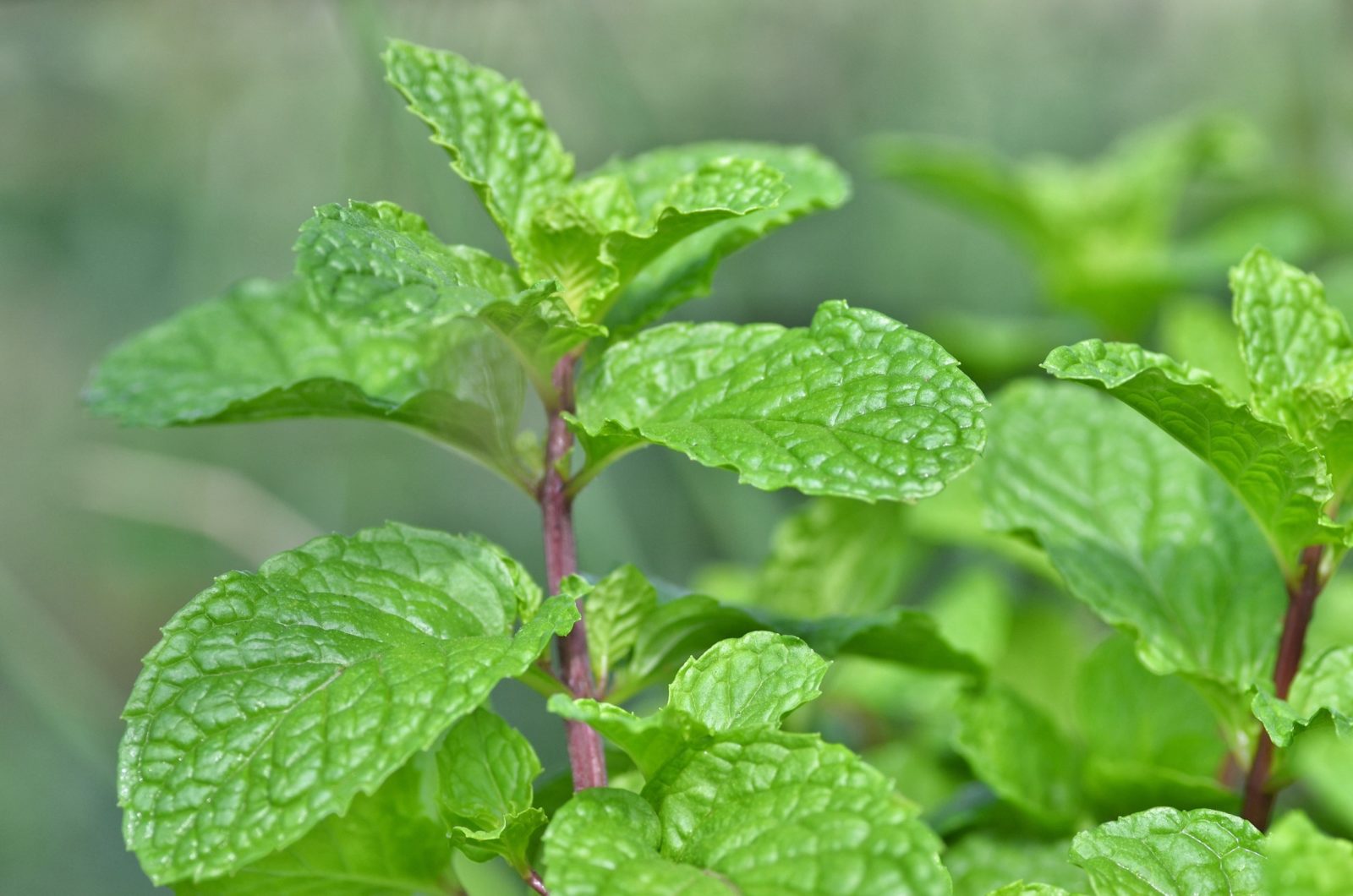 a close-up of a mint plant growing outdoors